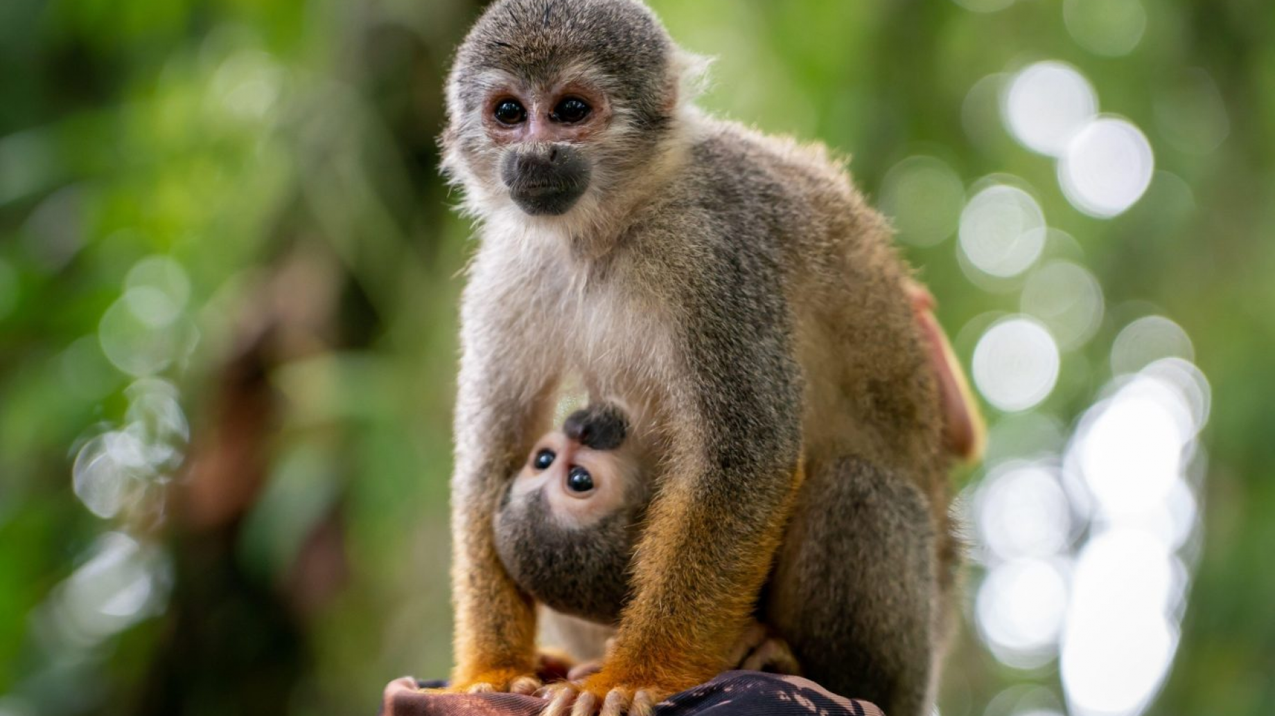 ‘La ventana de oportunidad para frenar la pérdida de biodiversidad se cierra un poco más cada día'